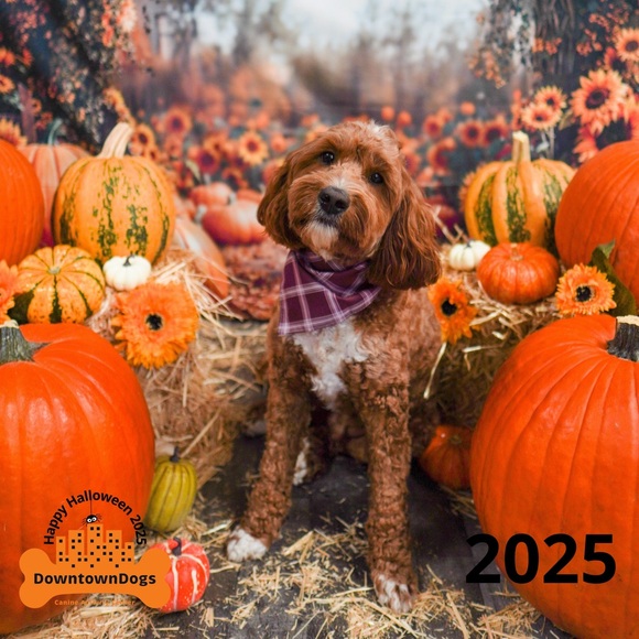 Meet the Posher Other - Meet your Posher, Laura